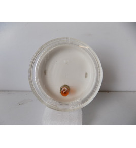 BMW Z4 E85 Blikač blatníka...